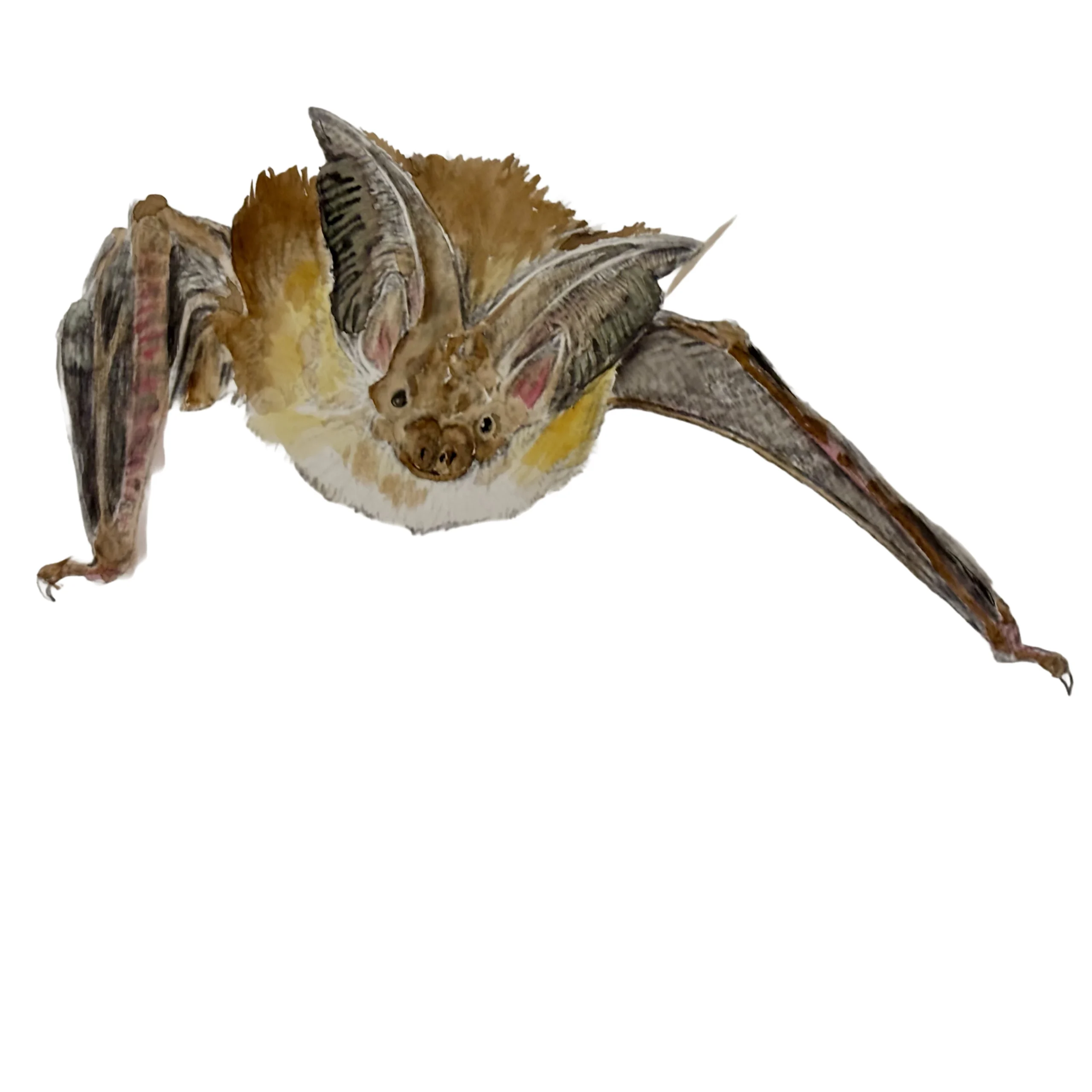 Bat Watercolour 1